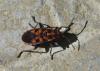 Spilostethus saxatilis